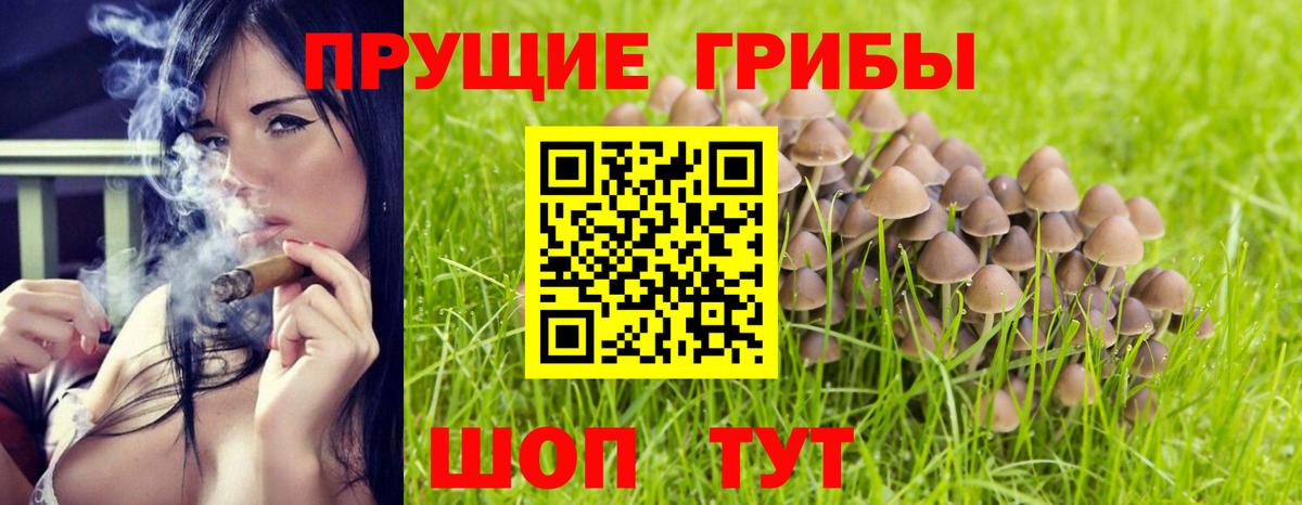 Псилоцибиновые грибы Cubensis  Псилоцибиновые грибы Cubensis  Северобайкальск 